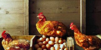Фермер назвав підкормку для курки, яка збільшить приріст яєць