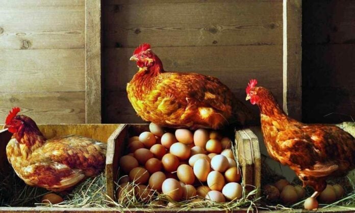 Фермер назвав підкормку для курки, яка збільшить приріст яєць