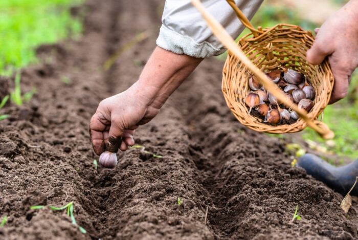 Які овочі можна посадити восени на своїй ділянці, щоб отримати щедрий та ранній урожай
