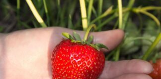 Садівник розповів, як врятувати розсаду полуниці, яка стала сохнути