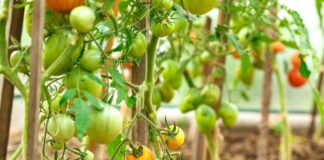 Експерти назвали найбільш неродючий сорт томатів у 2024