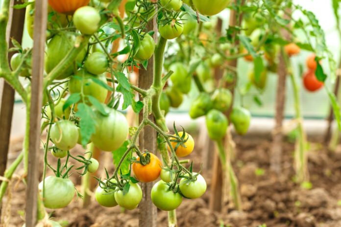 Експерти назвали найбільш неродючий сорт томатів у 2024