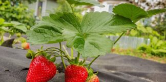 Городник розповів, як поливати полуницю для гарного врожаю