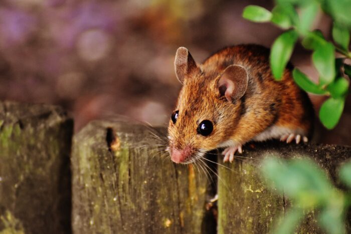 Експерти розповіли, які рослини потрібно садити, щоб відлякати мишей з городу