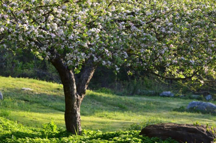 Експерти детально пояснили, як омолодити яблуню у саду