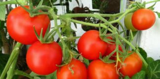 ТОП-5 овочів, які можна легко виростити в квартирі