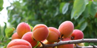 Не обрізайте абрикосу, поки не дізнаєтесь як