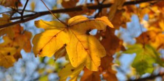 Якою буде погода в Україні у жовтні 2023