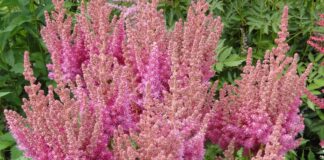 Експерти назвали найпоширеніші помилки в укритті квітів взимку