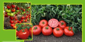 Цей сорт помідорів сію завжди