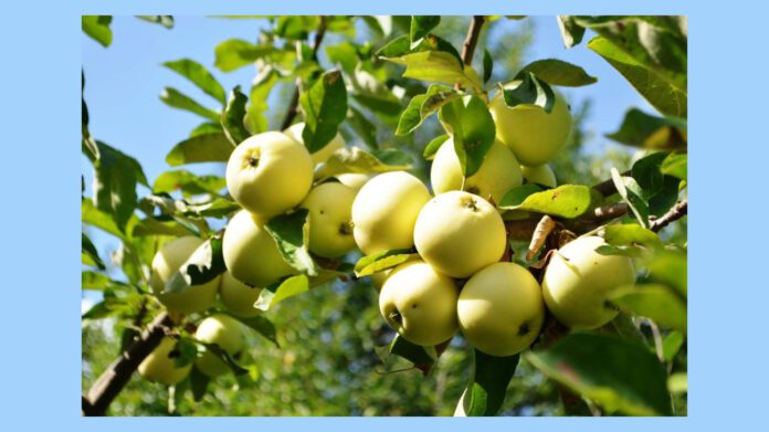 Найкращий сорт ранньостиглих яблук: збираю по 150 кг врожаю з одного дерева