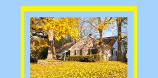 Три дерева, які не можна садити поряд з будинком