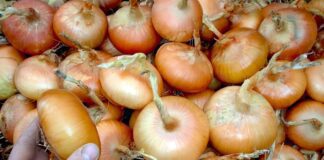 Городник розповів, як зберігати цибулю без холодильника