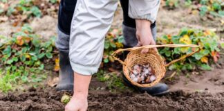Які добрива вносити у ґрунт перед посадкою