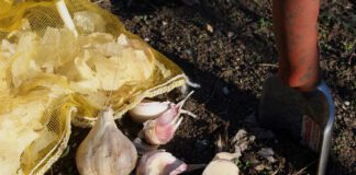 Городники розповіли, чи можна садити озимий часник у грудні 