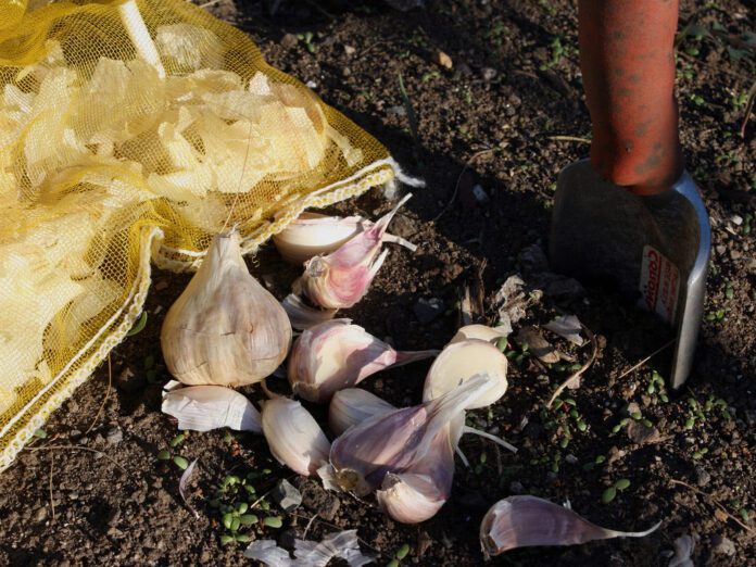 Городники розповіли, чи можна садити озимий часник у грудні 