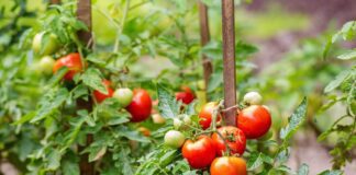 Експерти розповіли про переваги вирощування генеральського сорту томатів