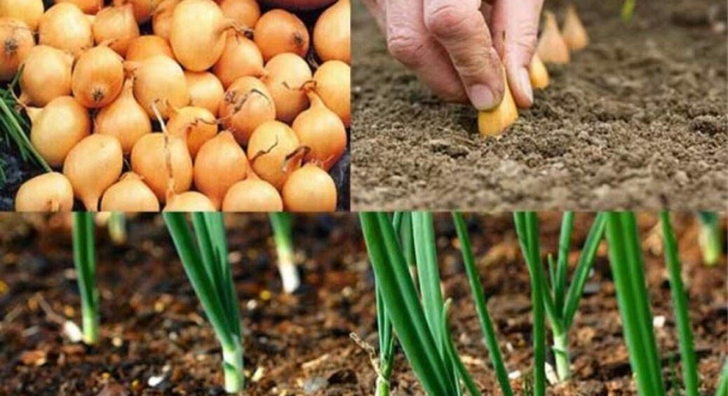 Сьогодні – найкращий час підживити цибулю: розсипати на грядках 2 стакана цього “золота” треба саме у жовтні 