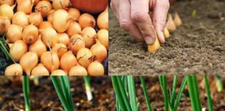 Городники розповіли, чим підживити цибулю у жовтні