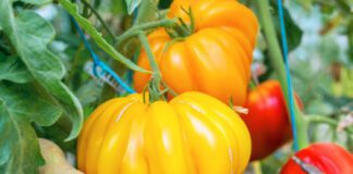 Городник розповів, як правильно доглядати за томатами, щоб щедро родили