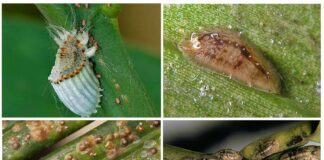 Експерти розповіли, як позбутися щитівки на городі