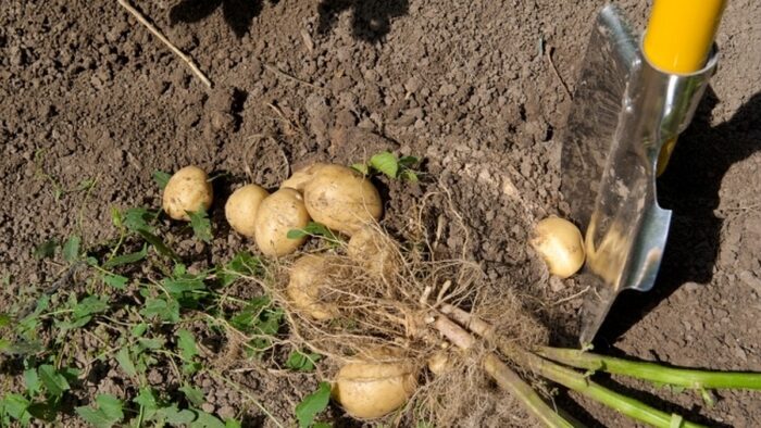 Експерти назвали найкращі сорти картоплі, які ідеально підходять для посадки під зиму