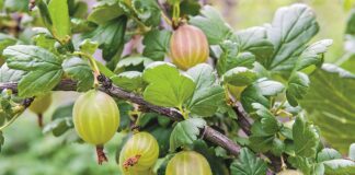 Як прибрати білий наліт з аґрусу