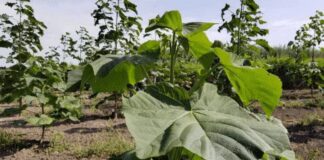 Що таке павловнія та як за нею доглядати 