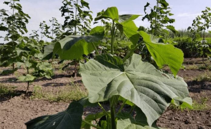 Що таке павловнія та як за нею доглядати Що таке павловнія та як за нею доглядати