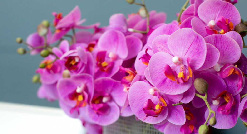 Зацвіте навіть найзанедбаніша орхідея: це турбодобриво завжди кладу у горщик перед холодами 