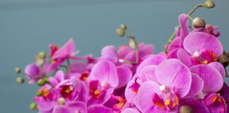 Квіткар розповів, як простимулювати орхідею до квіту