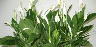 Експерти розповіли, як підгодувати спатифілум яєчною шкаралупою