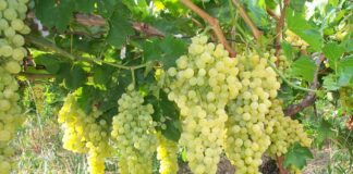 Винороб розповів, як правильно підживлювати виноград