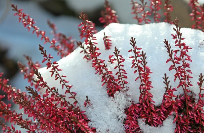 Як правильно вкривати рослини на зиму, щоб вони були у безпеці