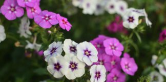 Ця ефектна квітка обожнює посів у листопаді