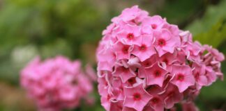 Садівники розповіли, як позбутися борошнистої роси на флоксах