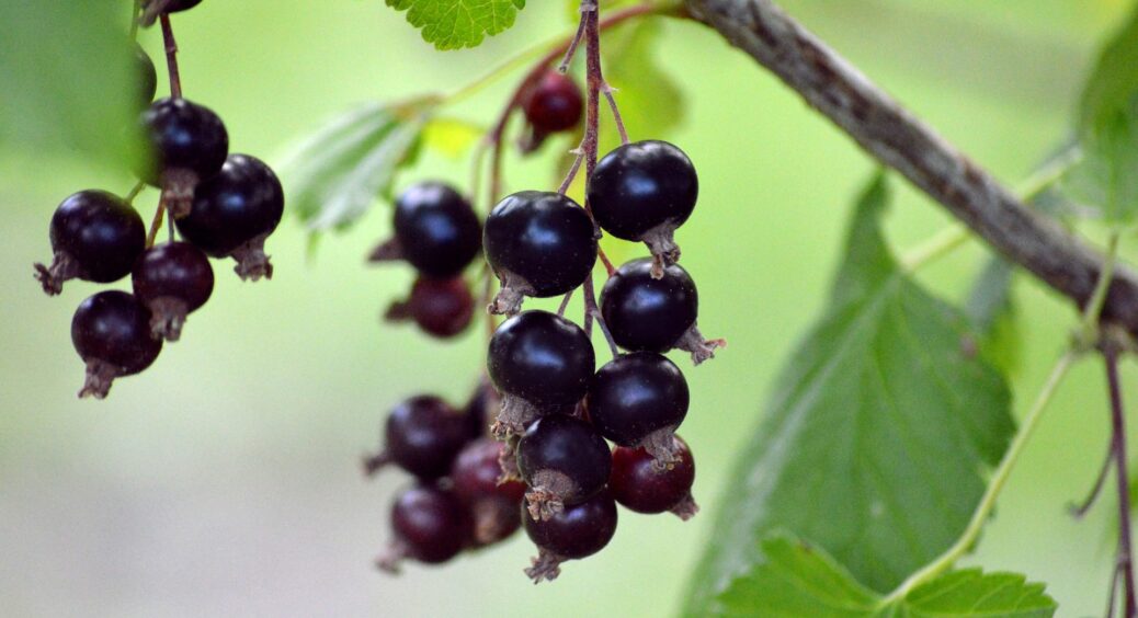 Готуюсь дивувати всіх новим врожаєм смородини: підсипаю під кущі цю підкормку у жовтні і радію результату 