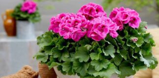 Квітникар розповів, як підживлювати герань для пишного цвіту