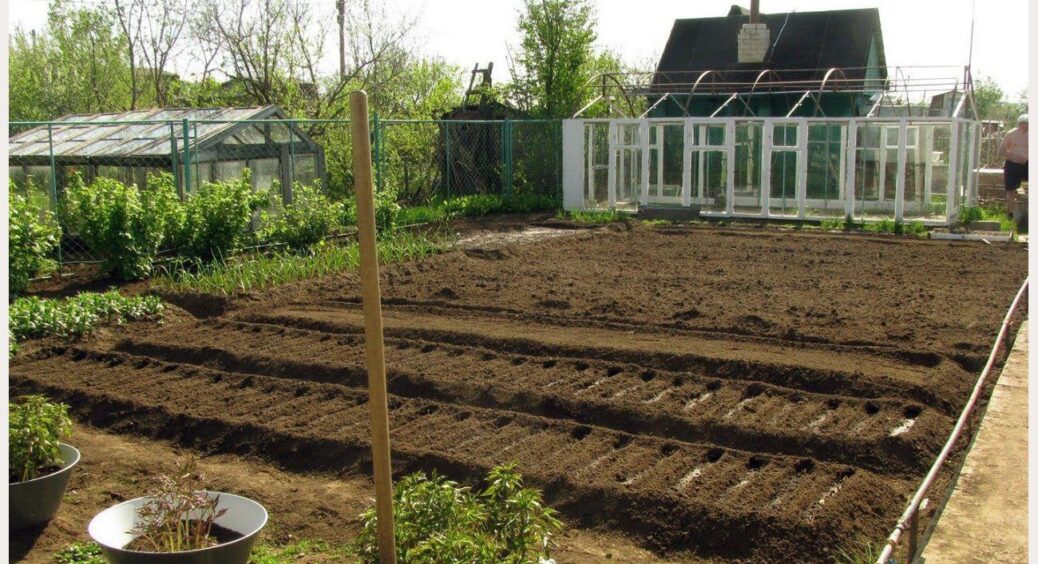 Скаламутила всього пів склянки і отримала гарне добриво прямо взимку: яку підживу слід заготовити у грудні 