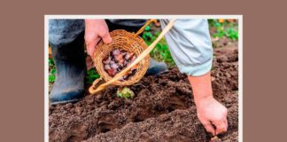 Городники розповіли про переваги посадки озимої цибулі