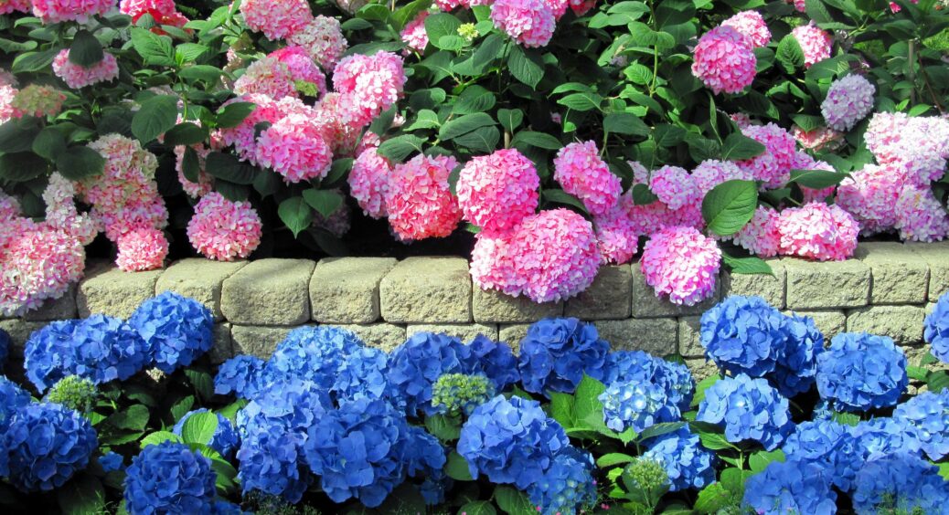 Свекруха підказала спосіб, і він працює: ось що потрібно зробити зараз, щоб гортензія не замерзла взимку 