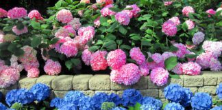 Садівник розповів, що слід зробити з гортензією навесні 