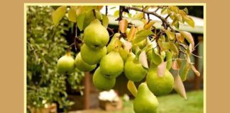 Осіння обрізка груш - важлива частина догляду за вашими деревами