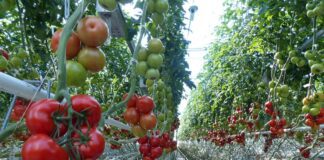 Експерти розповіли про головні поради щодо вирощування огірків та помідорів в одній теплиці