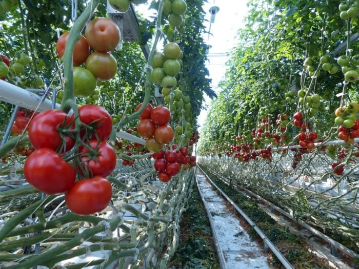 Експерти розповіли про головні поради щодо вирощування огірків та помідорів в одній теплиці