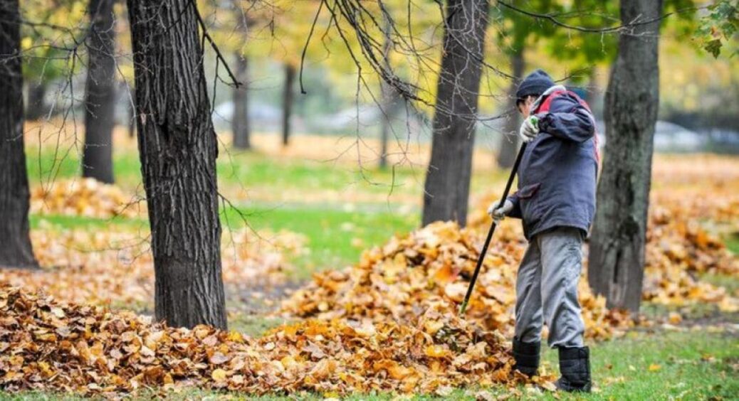 Експерти кажуть не згрібати осіннє листя: просто лишіть його на ділянці і весною не впізнаєте город 