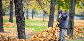 Не згрібайте осіннє листя з ділянки, якщо не хочете лишитися врожаю: город на весні зміниться