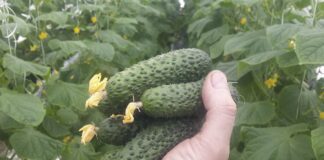 Городник розповів, яке добриво реально збільшить врожай огірків