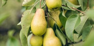 Як правильно обрізати фруктові дерева в дистопаді