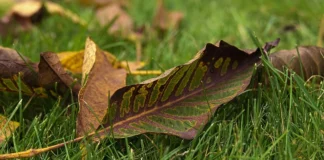 Городник розповів, як з користю використати опале листя горіха